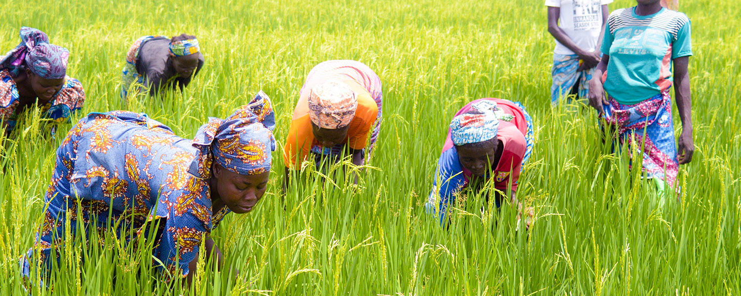 rice farms