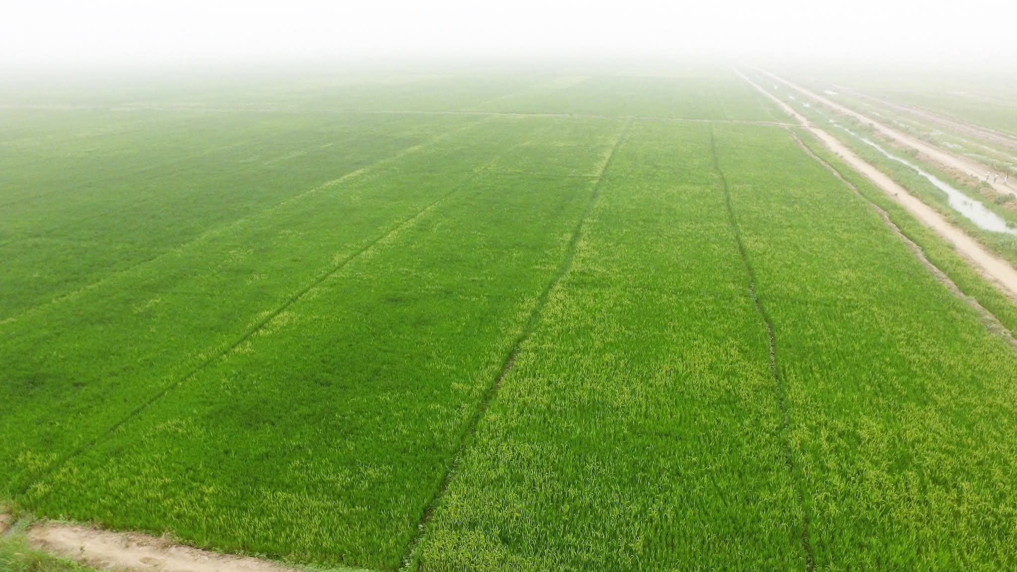 Rice fields at COOP-CAPMAK