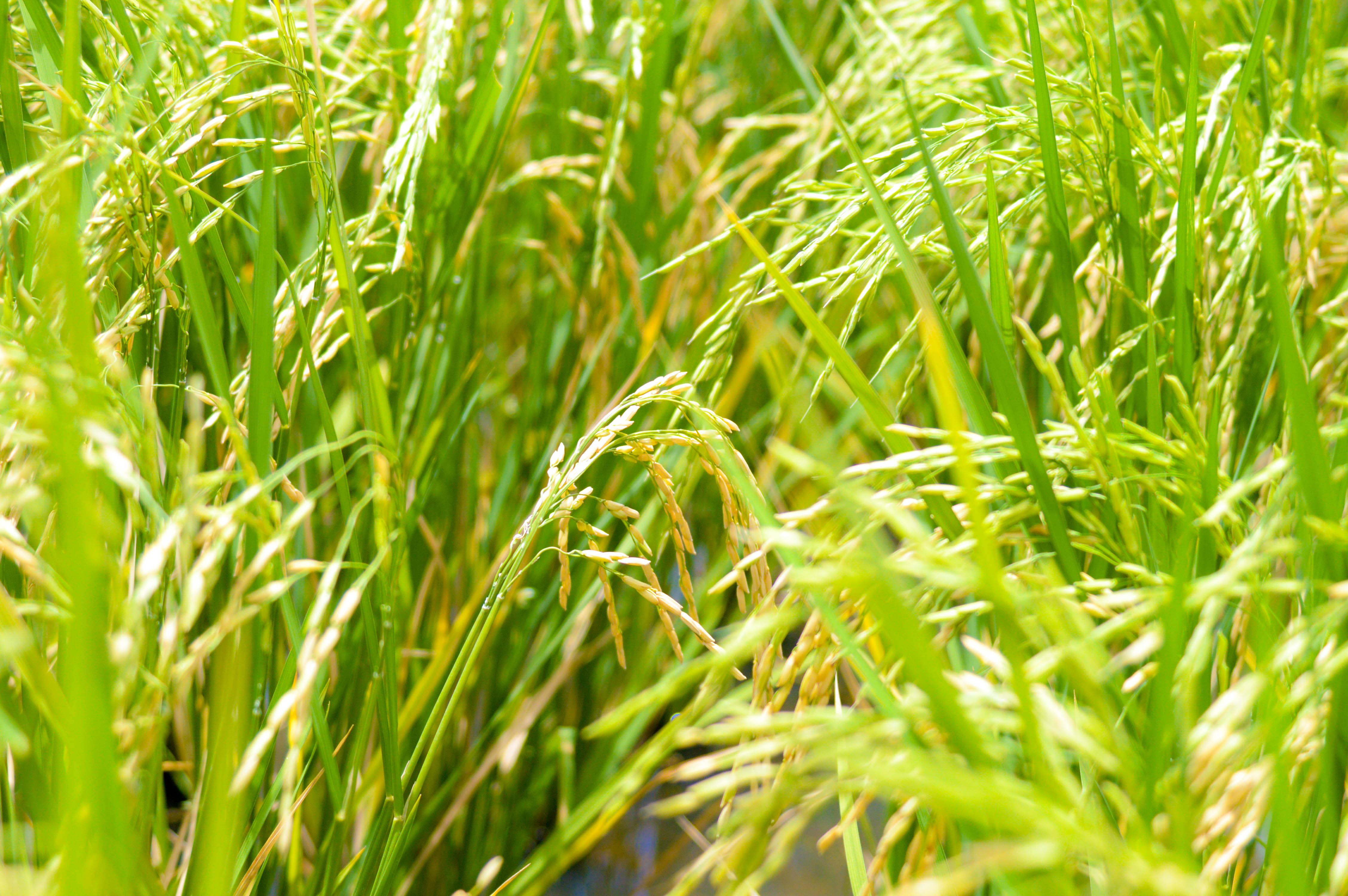 Rice fields at COOP-CAPMAK
