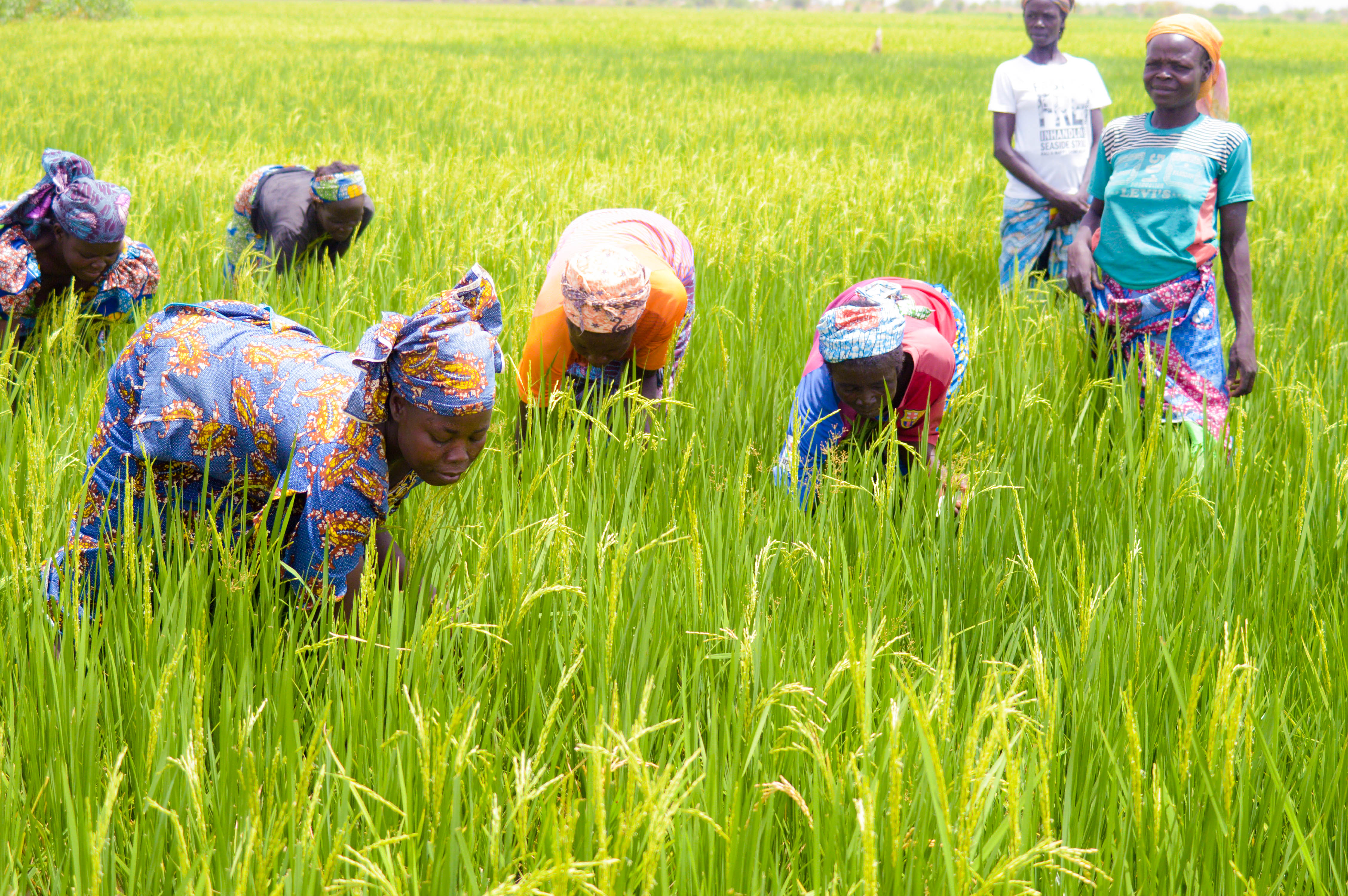 Farmers at work
